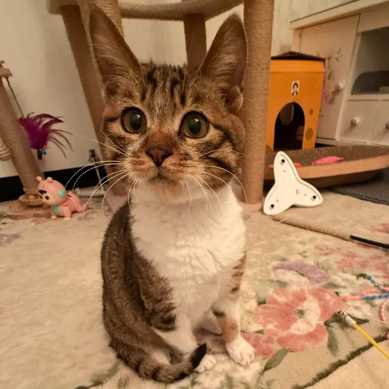 엉뚱고양이레오