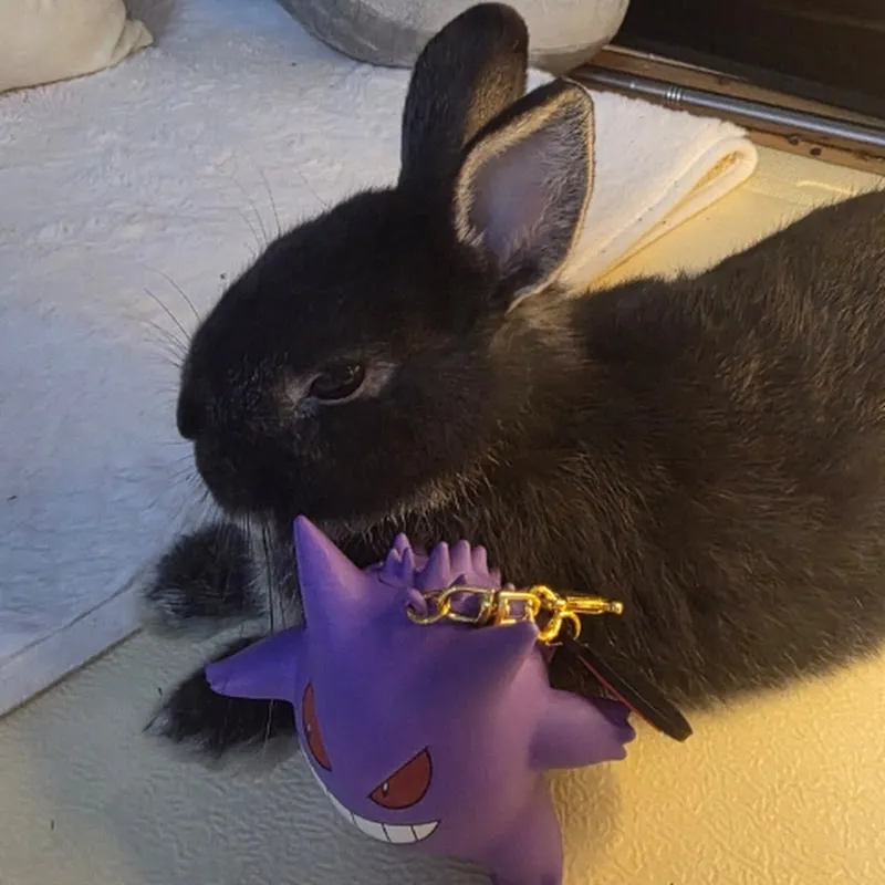 밤이랑태우🐰bunny papa