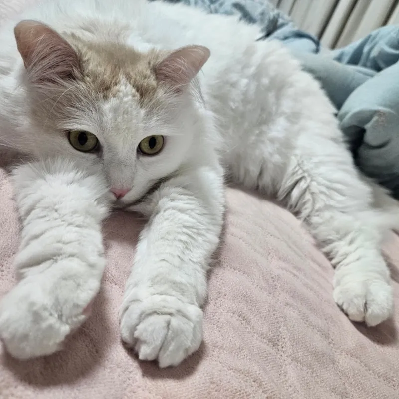 오늘도 고양이 | Daily Cat
