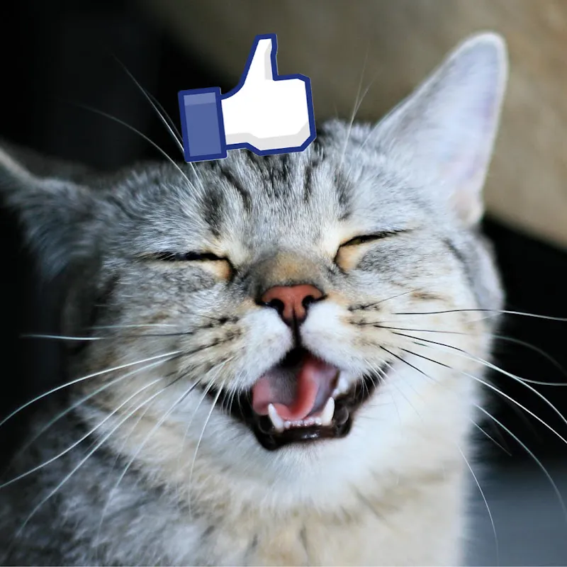 힐링해요 동물의 짤